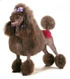 Груминг-салон (стрижка собак и кошек)